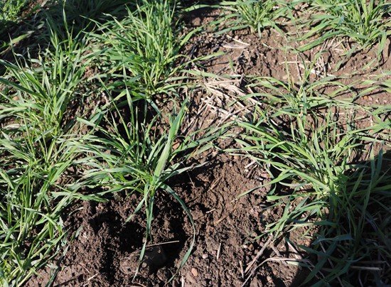 Figure 2. The soil on the farm where Wilmar farms is rich and moist.